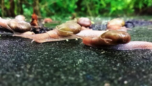 Land snails walking in group