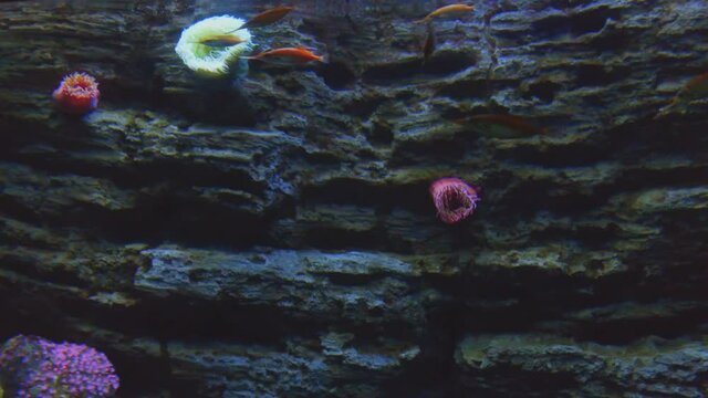 Montipora sps coral in coral reef aquarium tank