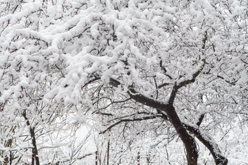 Fluffy snow on tree branches in the garden
