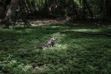 Iguana