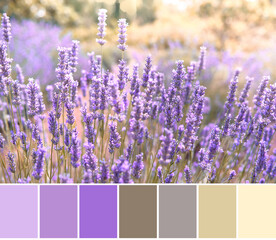 Color matching palette from close-up on mountain lavender on Hvar, Croatia