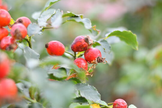 Stachelbeeren Bilder – Durchsuchen 107,284 Archivfotos, Vektorgrafiken ...