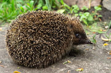 European hedgehog or Erinaceus europaeus in nature © natagolubnycha