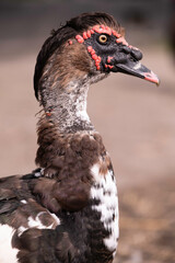 Red head Goose or Muscovy Duck or Cairina moschata with blurred background. Vertical image