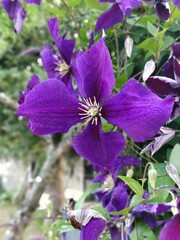 purple orchid flower