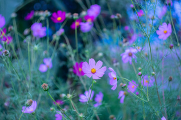 
Flowers called kosmeya on a natural blurred background