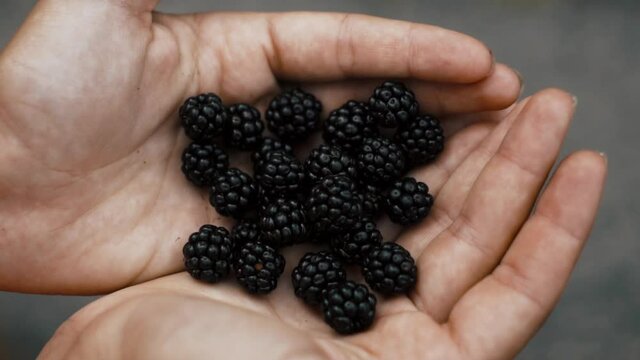 black blackberries in hands