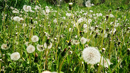 Wiosenne mlecze. Dmuchawce. © WalDec