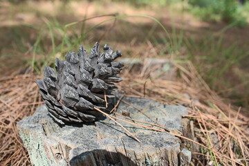 cone on the ground