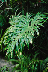 Tropical jungle foliage, dark green leaf nature background