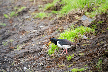 Iceland landscape with closeup of one Haematopus ostralegus Oystercatcher black bird with yellow bill and red eyes standing by green grass in summer on ground