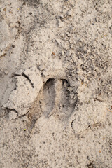 Wild boar footprint in the sand