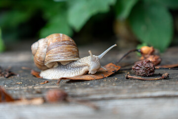 Schnecke auf Holzboden