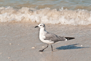 front view, close distance, of a seagull walking a sandy, tropical, shoreline, hunting for next meal, on gulf of Mexico on sunny afternoon