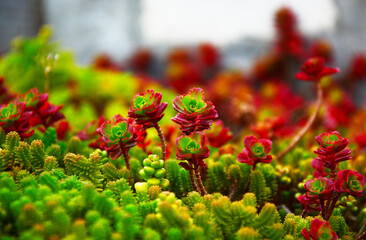 red and yellow flower