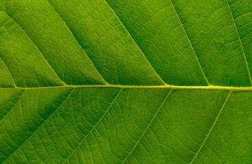 closeup leaf texture ( Bastard Teak, Bengal Kino, Kino Tree, Flame of the Forest )