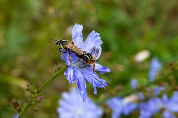  Two wasps sitting on a flower close-up