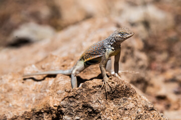 Greater Earless Lizard (Cophosaurus texanus) Doing Push-ups