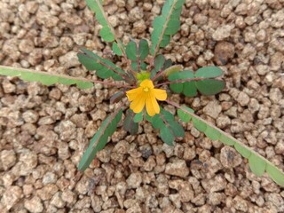 yellow flower in the garden