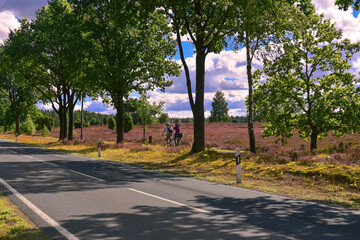 Radfahrer in der Heide, Heideblüte, Lüneburger Heide, Saison, Blüte, Wunderschön, lila, Farbfläche Undeloh