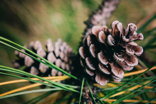 Pinecone