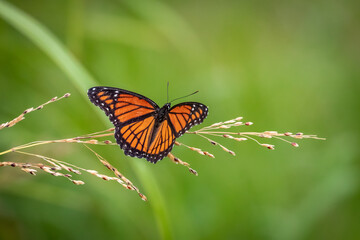 Obraz na płótnie Canvas A Viceroy butterfly (Limenitis archippus) in a garden