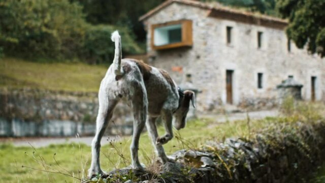 Dog walking on a stone wall invaded by vegetation, in a green rustic small village in Asturias