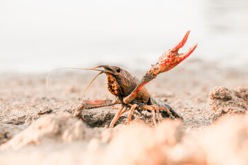 European crayfish (Astacus astacus) shows its claw. Live in the river habitat.