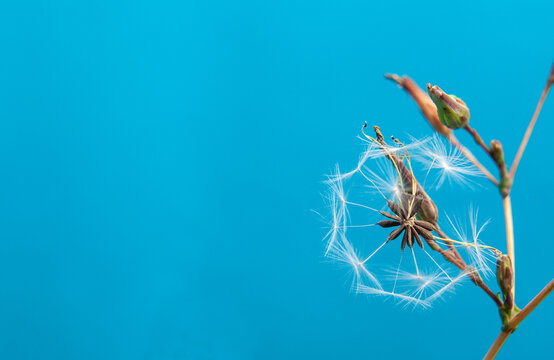 the seed head of a rough hawksbeard