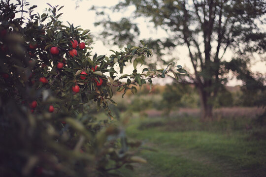 Red Apples In the Orchard #1