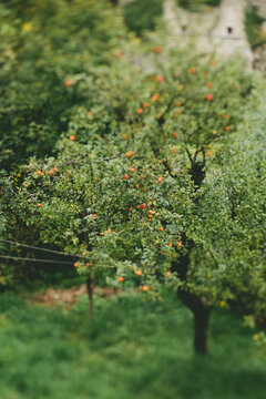 Blurred image of apple trees with fruits on them in mountain field