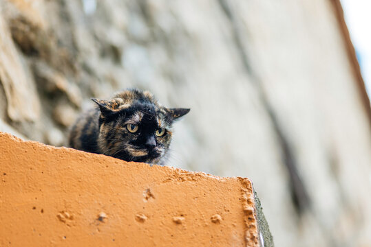 Portrait of a village cat with an angry face