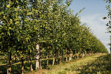Fototapeta na wymiar Harvesting fruits apples in orchard, panorama. Organic apples hanging from a tree branch in an apple orchard. Apple orchard at sunny summer day.