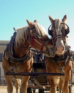 One draft horse nuzzling another