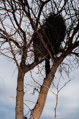 nido de pájaro en ramas de árbol con fondo de cielo nublado