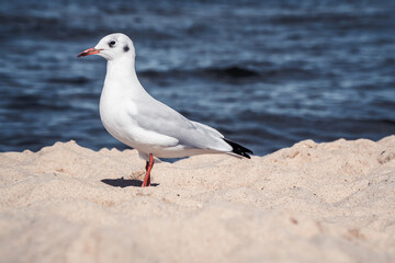 Möwe am Strand an der Ostsee im Sommer