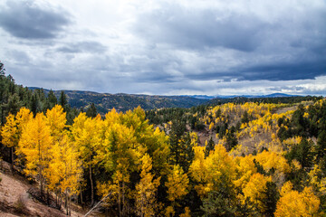Aspen in fall colors, Colorado.
