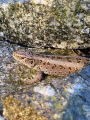 lizard on the rocks