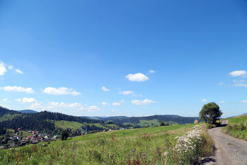 Obraz premium summer mountain landscape with grass and forest