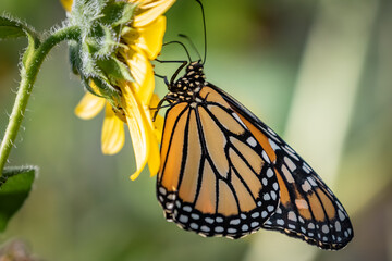 Monarch (Danaus plexippus) butterfly perched on a sunflower blossom