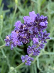 bee on lavender