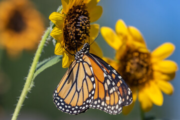 Monarch (Danaus plexippus) butterfly perched on a sunflower blossom