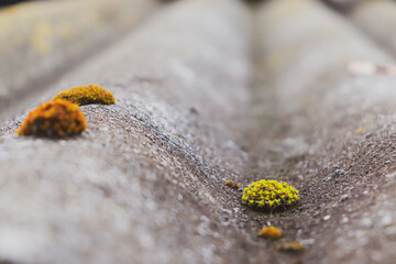 An old blackened slate roof covered with green moss. Roofing of an old village building.