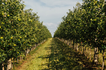Fototapeta na wymiar Apple garden full of ripe green apples. Apples on trees in orchard in fall season. 