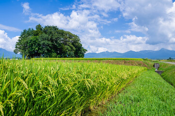 Fototapeta premium 初秋の田園風景 茅野市