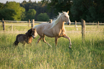 Lusitano und Shetlandpony