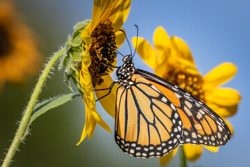Fototapeta na wymiar Monarch (Danaus plexippus) butterfly perched on a sunflower blossom