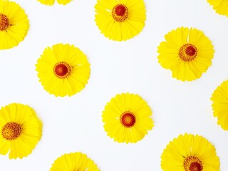 Yellow rudbeckia flowers scattered on a white background with green leaves. Autumn coneflowers. Background.