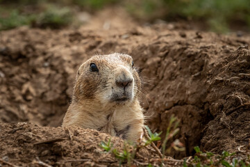 Prairie Dog (Cynomys) in the Wichita Mountains National Wildlife Refuge