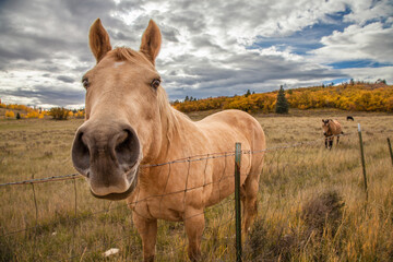 Funny horse in fall
